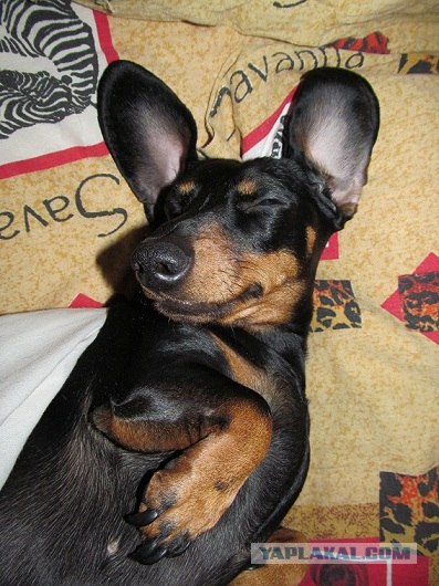 Собакочетверг