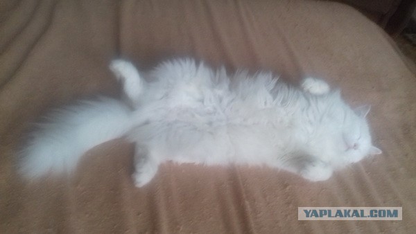 Что значит поза, в которой спит твоя кошка