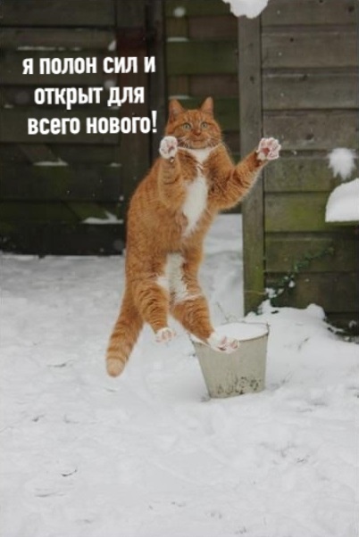 Котики