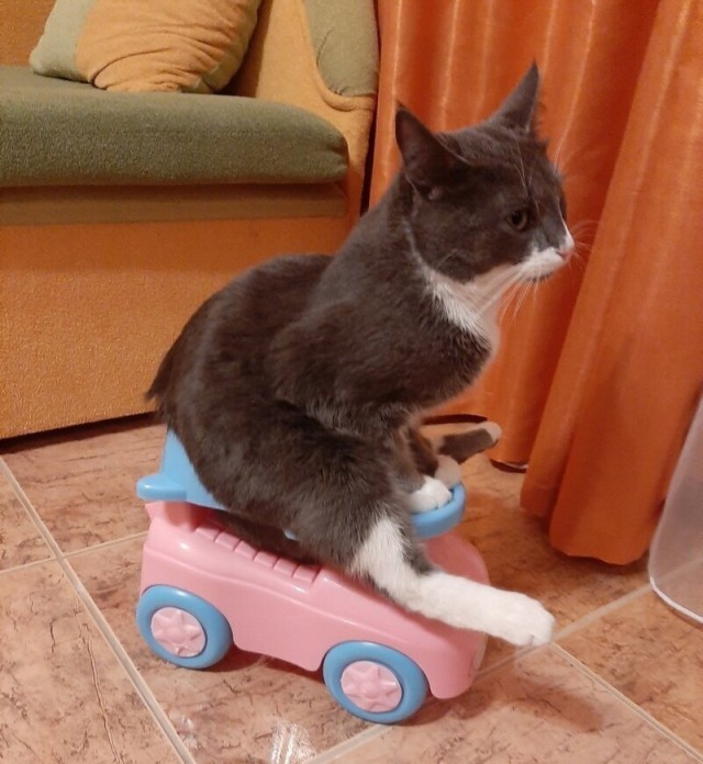 Смешные коты