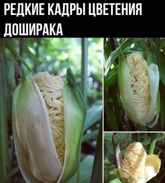 Бредзона 19.09.20
