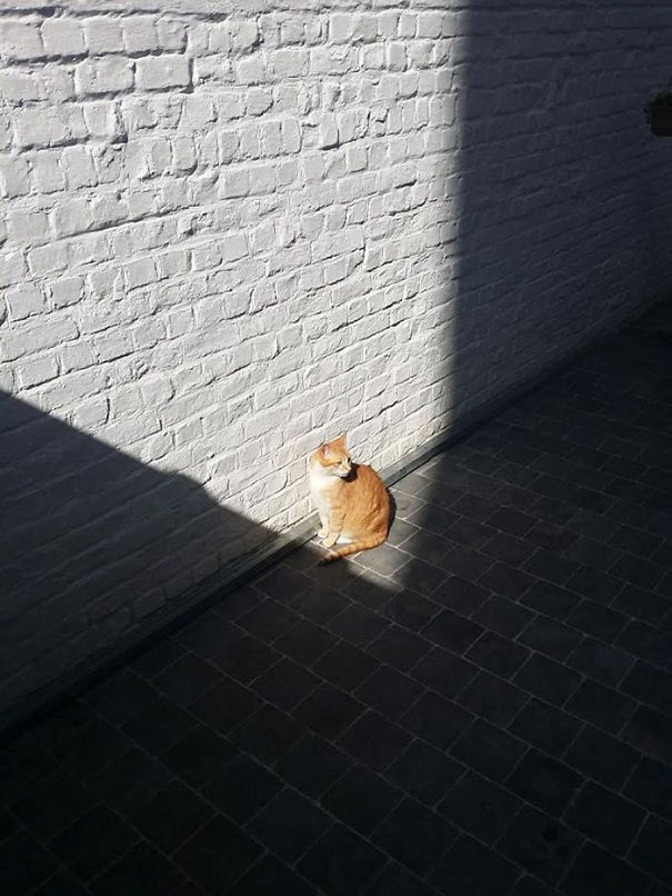 Котейки и солнышко
