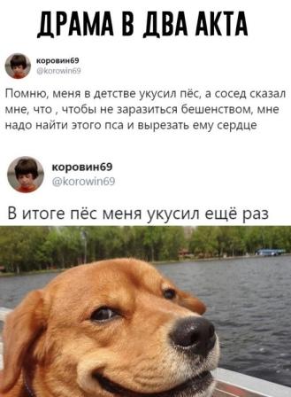 Собаки бывают
