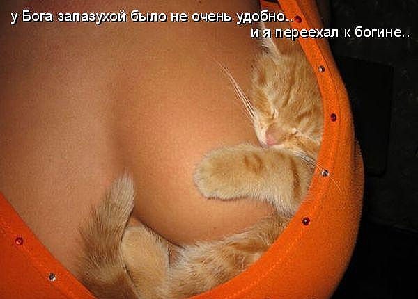 Девушки и котики