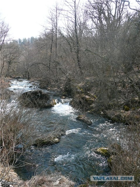 Форель, горный Крым.