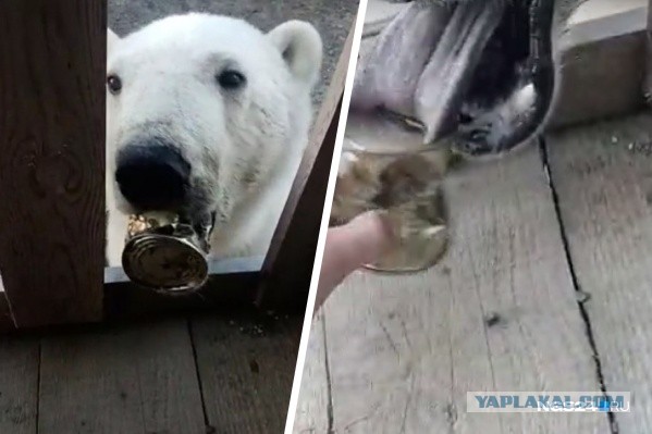 Пиндосы попали на настоящую войну