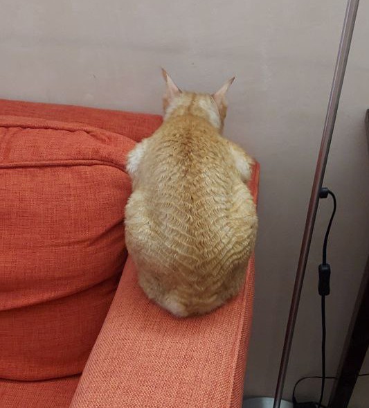 Котовторник 09.04.24