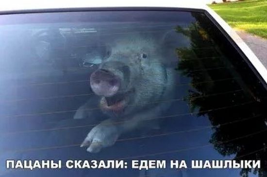 Завалялось тут случайно немного забавных картинок