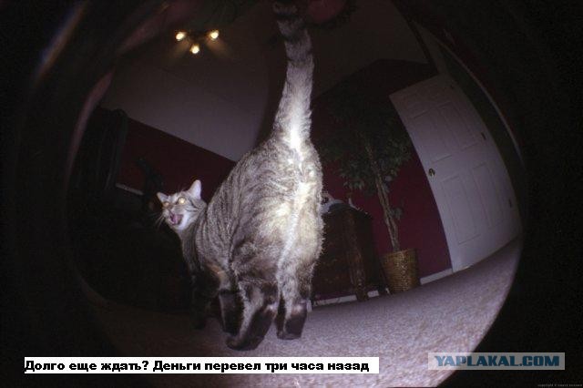 Девушки - ваша киска в зоне риска