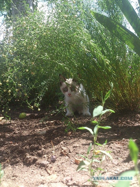 Мелом обвести?