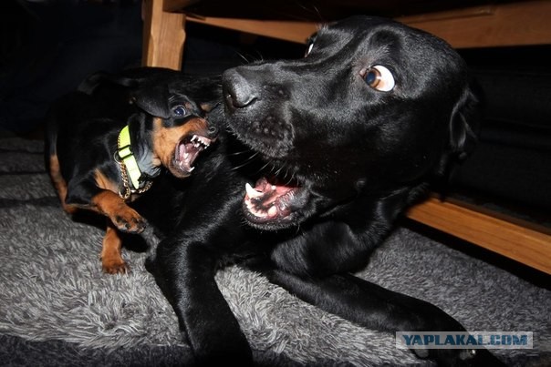 10 самых агрессивных пород собак