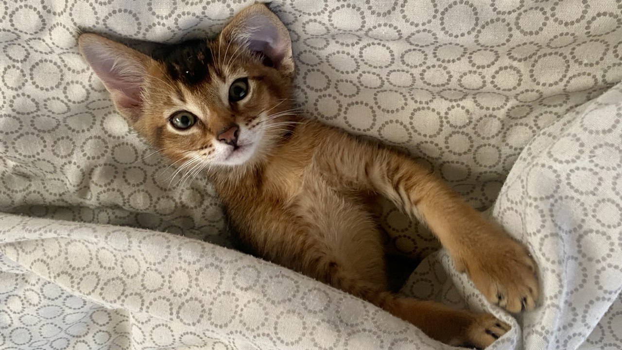 Есений (котовторник)