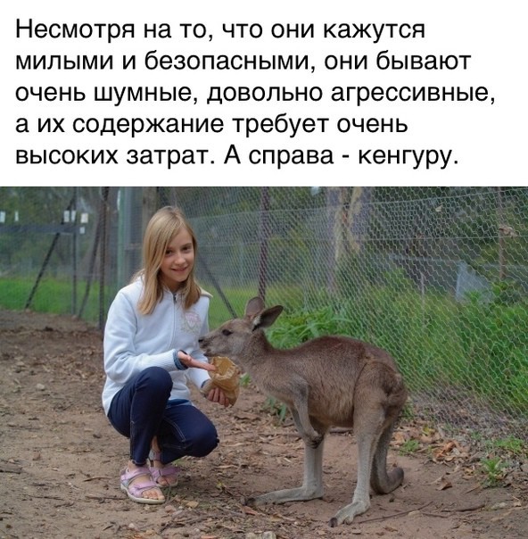 Так выглядит молниеносная атака рыбы-камня (Synanceia)