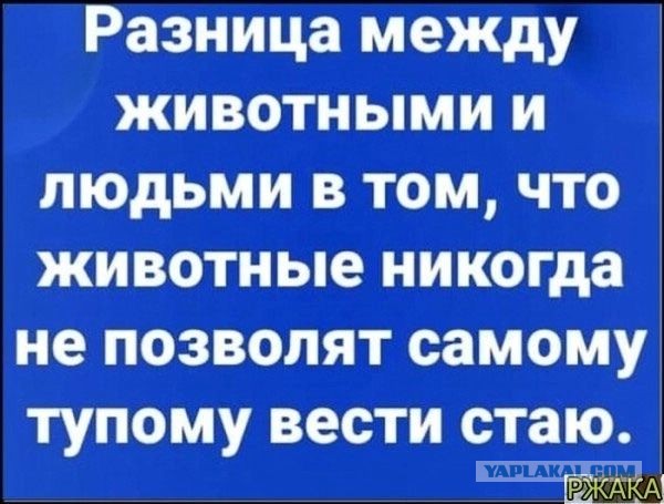 Принцип распределения собак в упряжке
