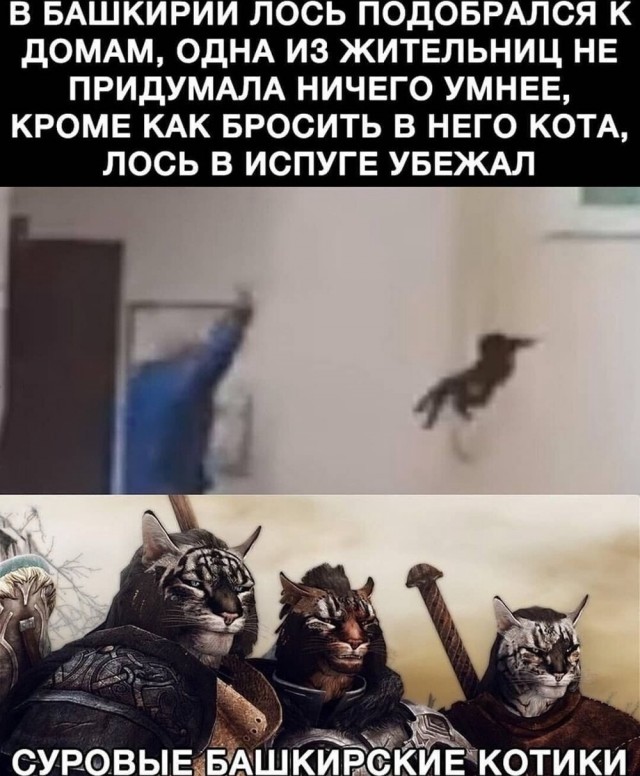 Подборка картинок-баянов с котиками и про котиков. Выпуск 30.