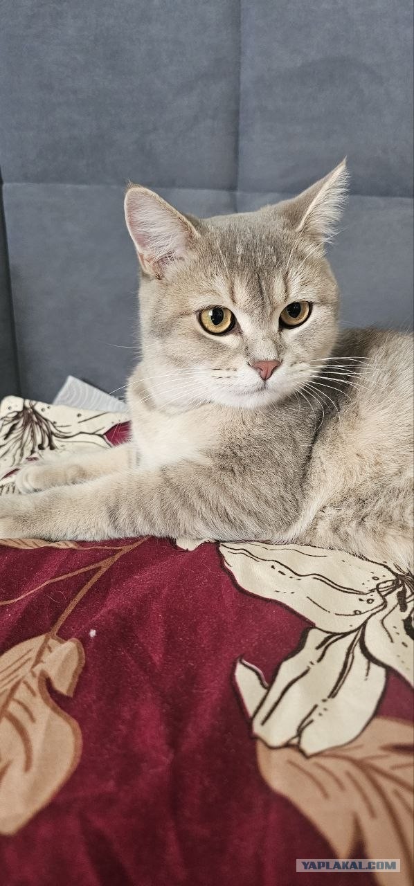 Фотки красивого кота.