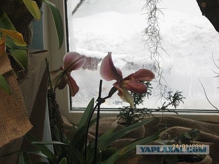 Орхидеи цветут при -20 градусах (23 фото)