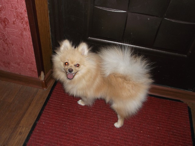 Собакочетверг на 02.01.2014