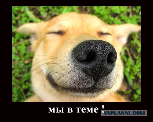 Тема для юмора