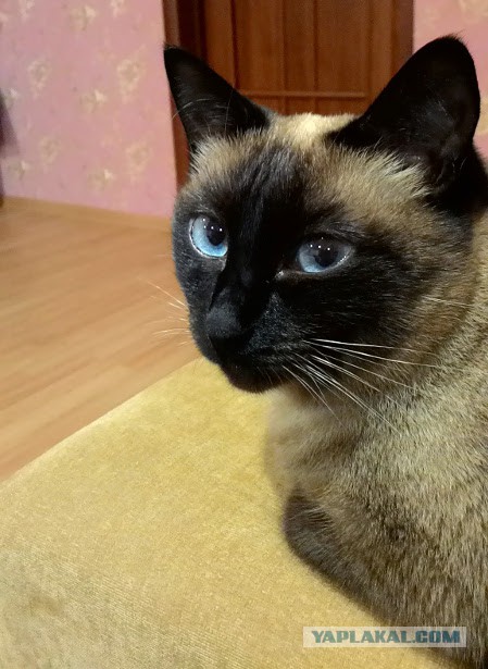 Котовторник 28.10.2014