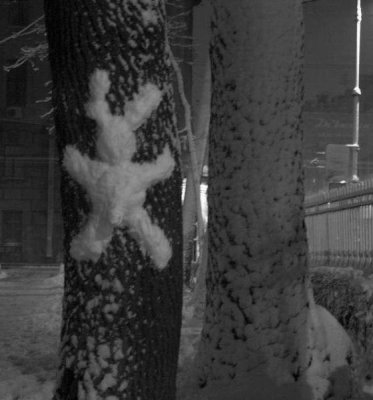 Сам белый, а хвост пупочкой?