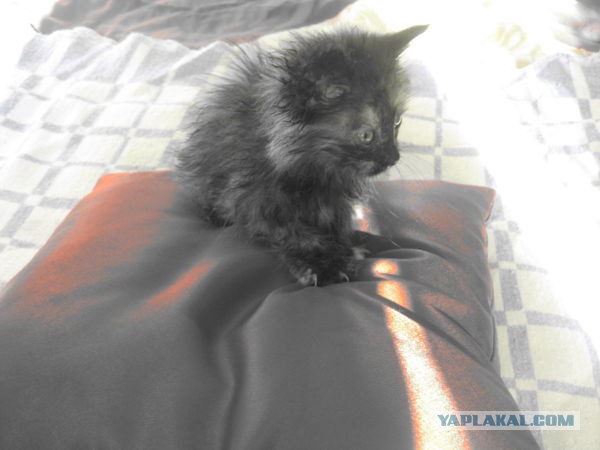 Котовторник 25.11.2014