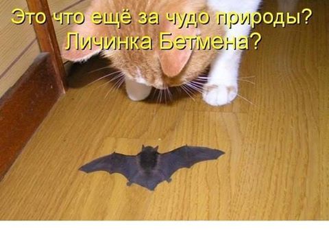 Картинки + гифки.
