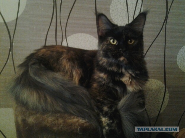 Котовторник