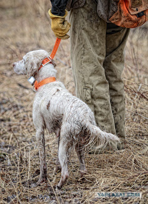 Собакочетверг