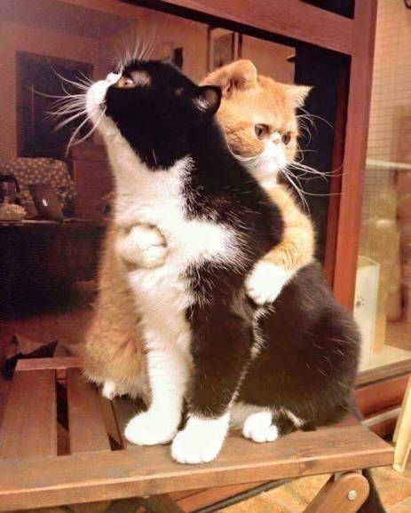 Восьмомартовский котовторник