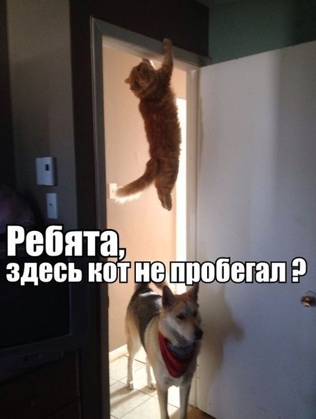 Мохнатые беспредельщики