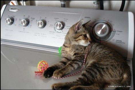 Вторничный котомёт