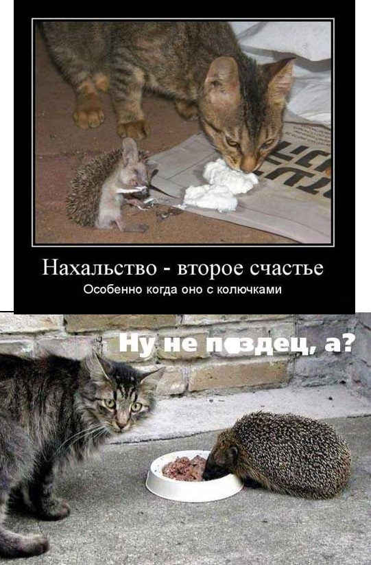 Для Поднятия Настроения - 13