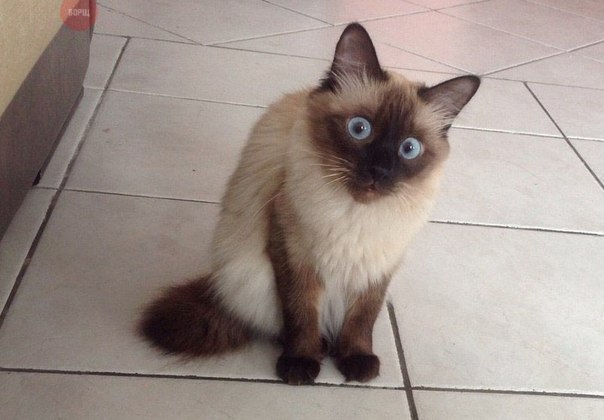 Коты из сети