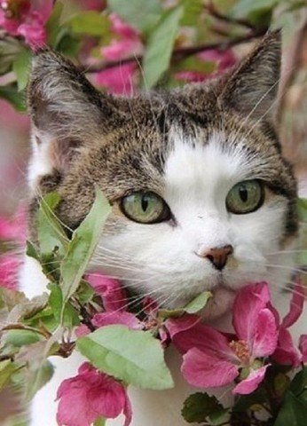 Коты и Кошки