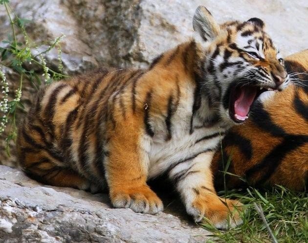 Самые смешные животные