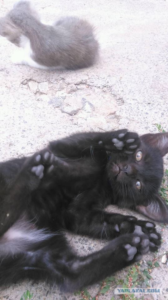 Котовторник  25.07.2017