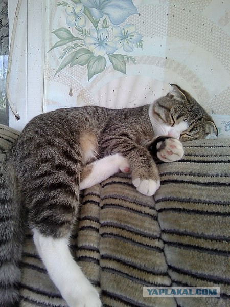 Коты и Кошки