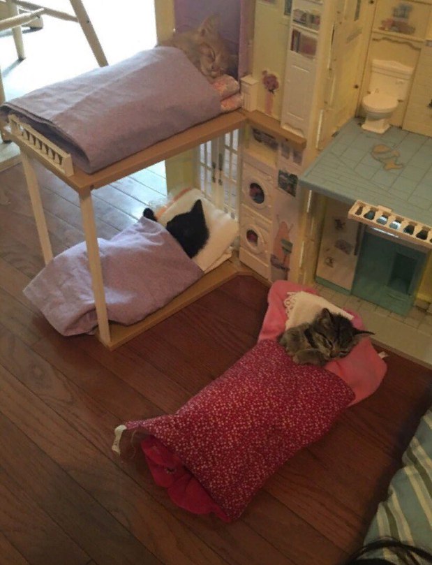 Прикольных котов пост