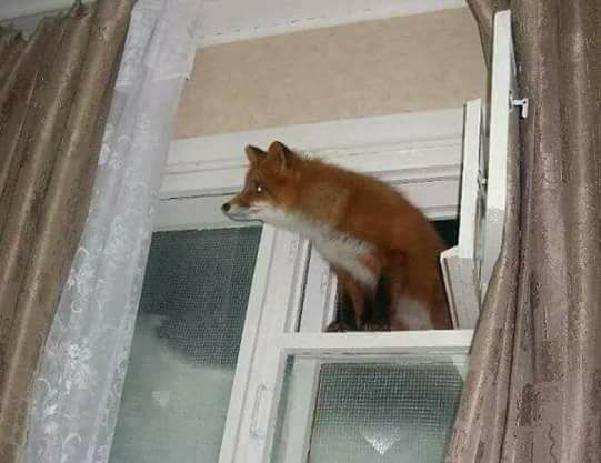 Суета суетой, а картинкам время уделять надо!