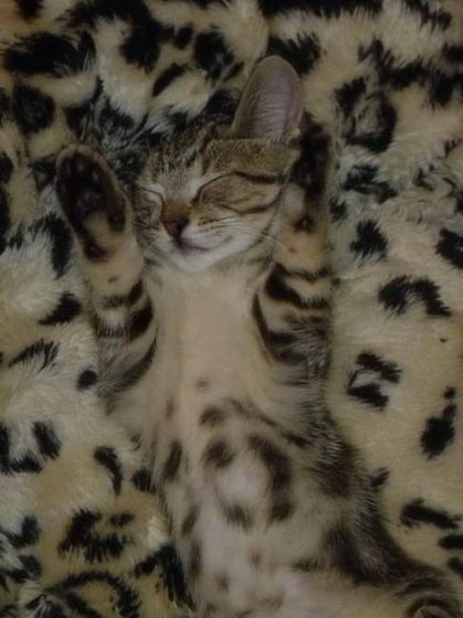 Котовторник на ЯПлакалъ (10.06.08), прикольные коты, добавляем свои!