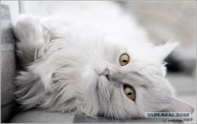 Котовторник на ЯПлакалъ
