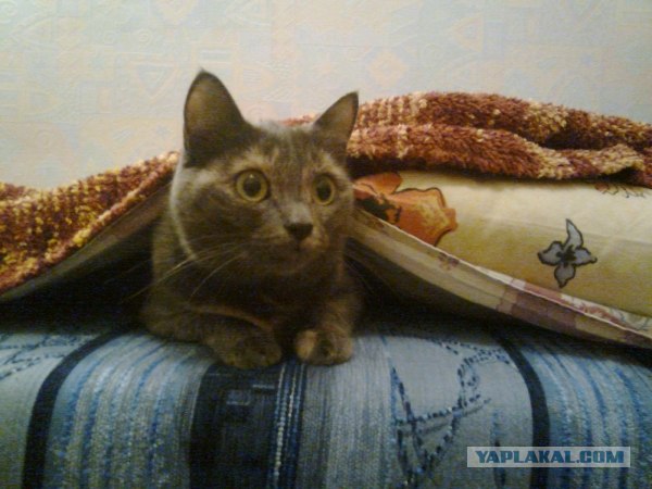 It's Catursday Fever! (Котовторник)