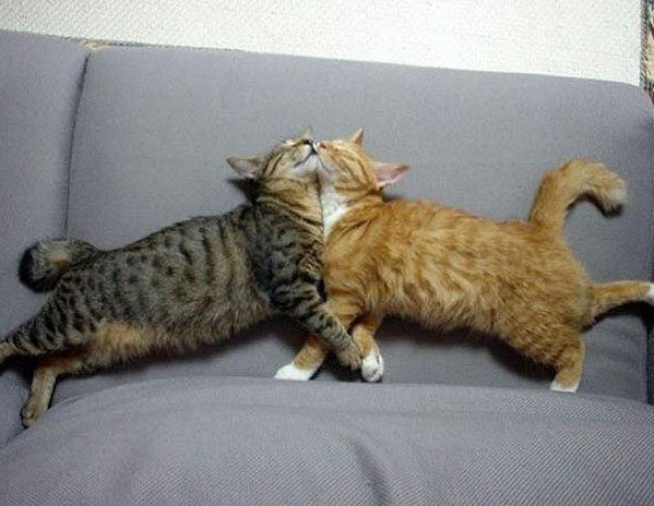 Котовторник!