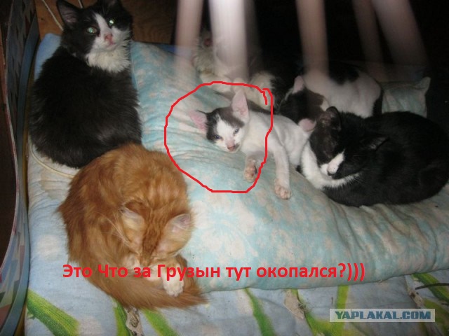 Жизнь домашнего приюта для котеек 241