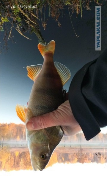 Ездил на Бердь. А что, а вдруг...