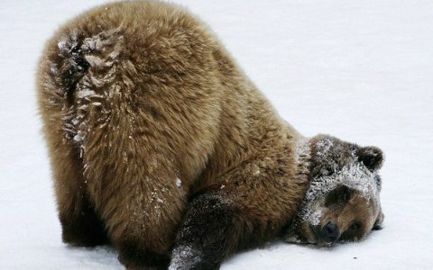Милые животные. Мимиметр сломался