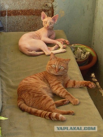 Котовторник! 13.03.2012