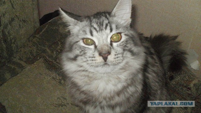 Котовторник 20.03.2012