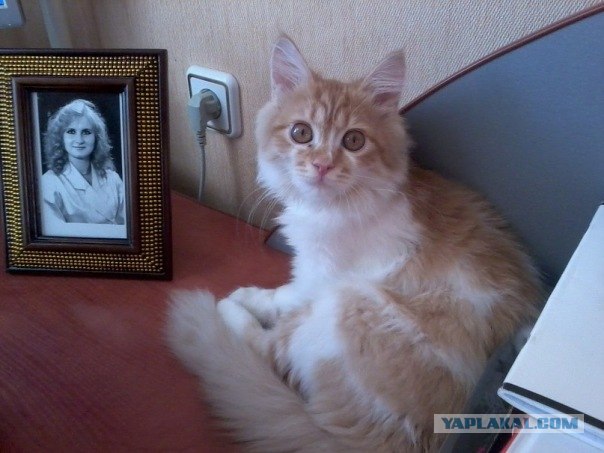 Неплохо кормят
